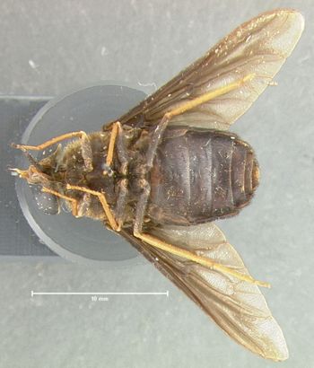 Media type: image;   Entomology 29901 Aspect: habitus ventral view